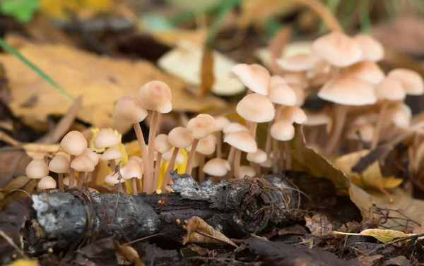 Zbliżenie Skupisk Zbieżności Gymnopus Wśród Liści Lipy Jesienią — Zdjęcie stockowe