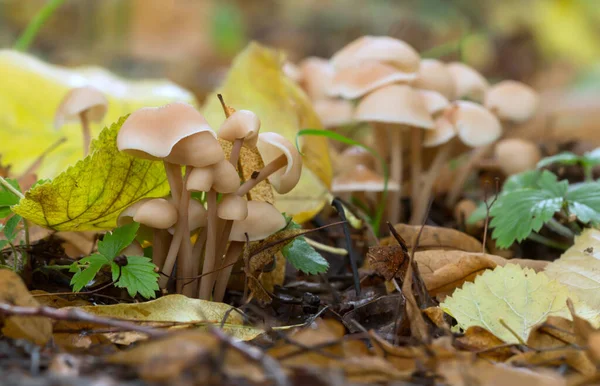 Крупный План Кластерных Жестконогих Gymnopus Fluens Среди Лип Осенью — стоковое фото