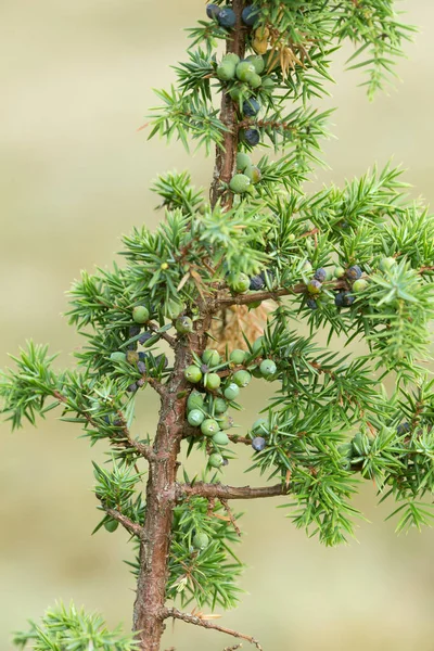 Common Juniper Juniperus Communis Twig Berries — стоковое фото