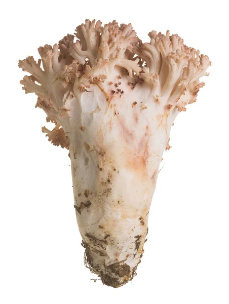 Pink Tipped Coral Mushroom Ramaria Botrytis Isolated White Background — Stock Photo, Image