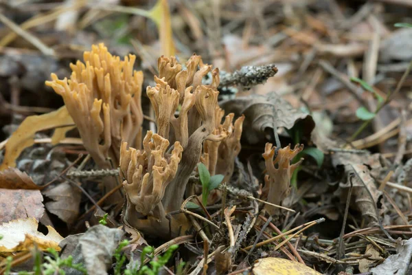 Closeup Ramaria Testaceoflava — Stock Photo, Image