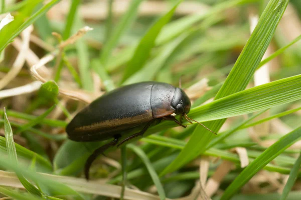 Водолазний Жук Hydaticus Seminiger — стокове фото