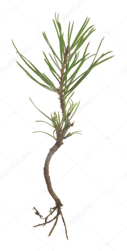 Closeup of a small pine plant isolated on white background
