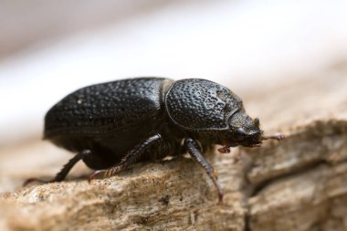 Erkek gergedan böceği, tahta üzerinde Sinodendron silindiri.