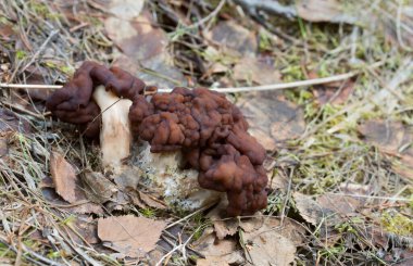 Sahte morel, Gyromitra esculenta huş yaprakları arasında büyüyor.