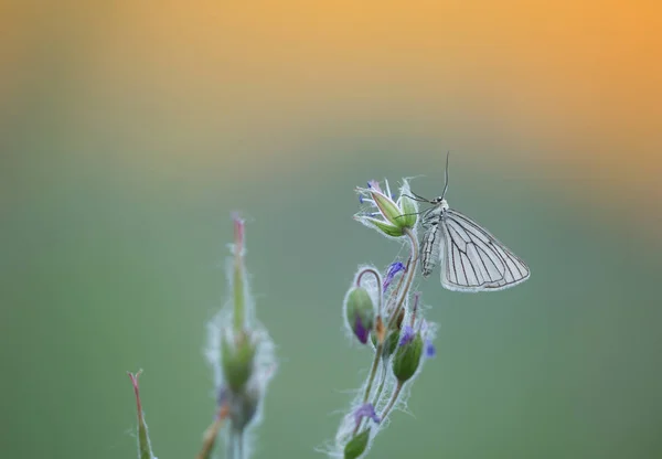 Black Veined Moth Siona Lineata Resting Wood Cranesbill Sunrise Summers — 스톡 사진