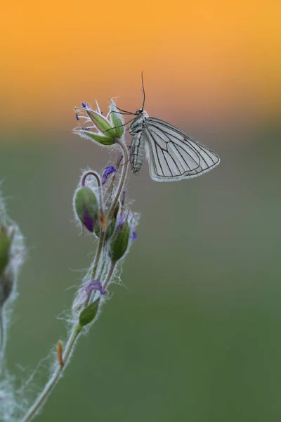 Falena Venata Nera Siona Lineata Appoggiata Gru Legno All Alba — Foto Stock