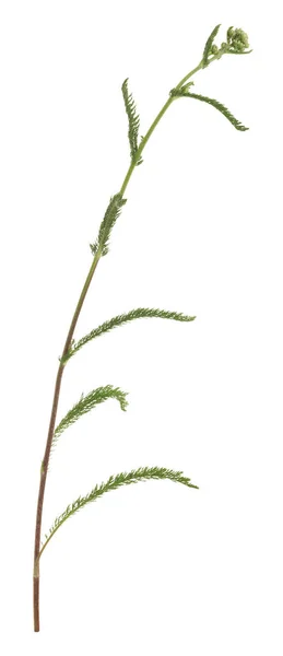 Gewone Garen Achillea Millefolium Bloem Nog Niet Bloei Geïsoleerd Witte — Stockfoto