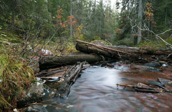 Sonbaharda Ormandan Akan Değmemiş Doğal Nehir Dalarna Sweden — Stok fotoğraf
