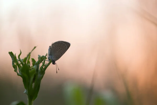 Mazarin Kék Cyaniris Semiargus Pihen Növény Felkelő Nap — Stock Fotó