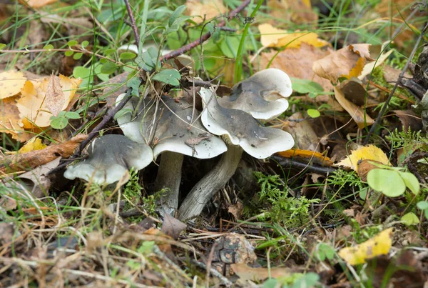 Seifenduftender Fliegenpilz Wächst Zwischen Blättern — Stockfoto