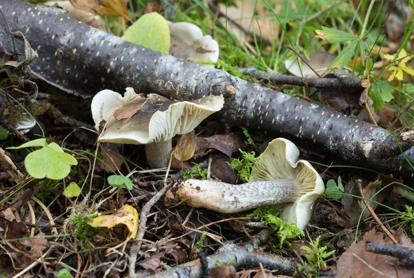 Zeep Geurende Paddestoel Groeit Tussen Bladeren — Stockfoto