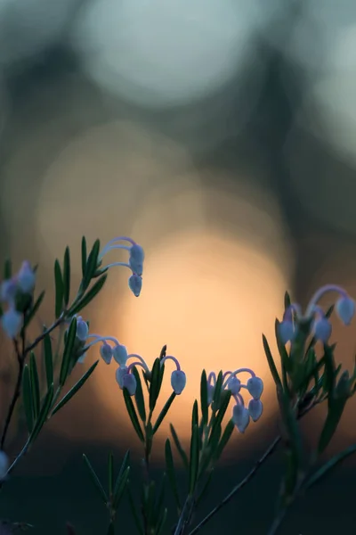 开花的沼泽迷迭香 夕阳西下的仙女座 — 图库照片