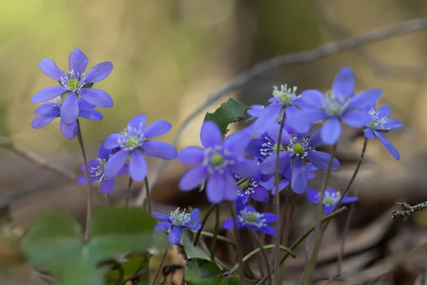 Liverleafs Hepatica Nobilis Skog Bakgrunden — Stockfoto