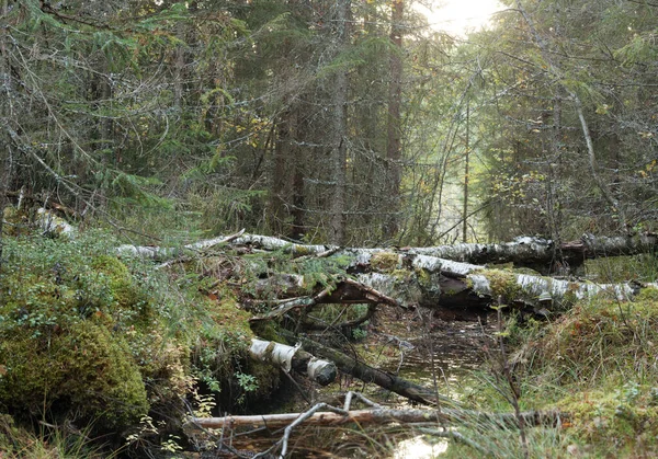 Pequeno Córrego Que Atravessa Uma Floresta Mista Intocada Outono — Fotografia de Stock