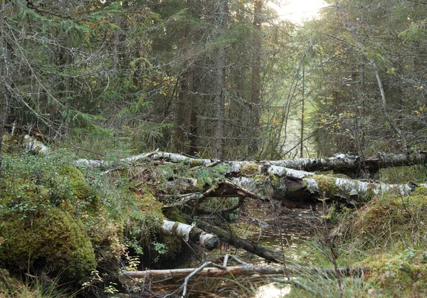 Pequeño Arroyo Que Atraviesa Bosque Mixto Intacto Otoño —  Fotos de Stock