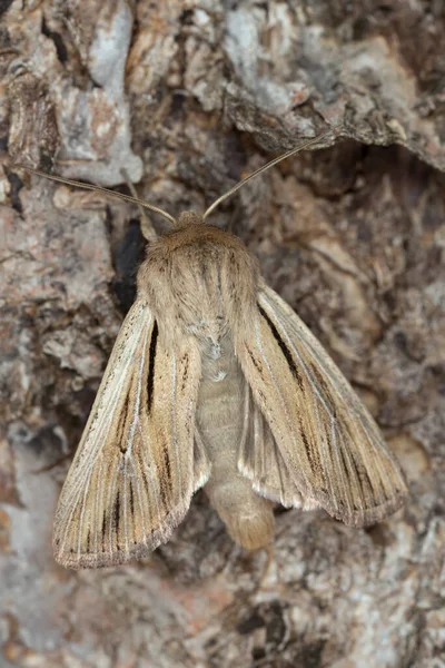 Wainscot Ombro Listrado Vírgula Leucania Casca Foto Macro — Fotografia de Stock