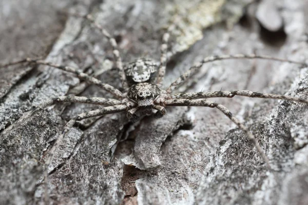 Philodromide Mâle Araignée Crabe Philodromus Margaritatus Camouflé Sur Écorce Pin — Photo