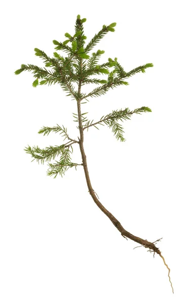 Fir Planta Isolada Fundo Branco — Fotografia de Stock