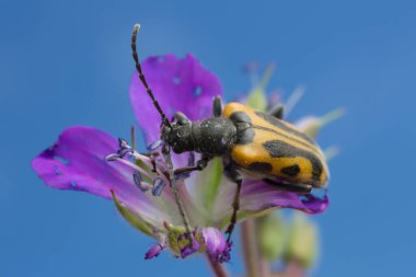Uzun boynuzlu böcek, Brachyta sorgulaması tahta vinç tasarısı, sardunya müfredatı, makro fotoğraf.