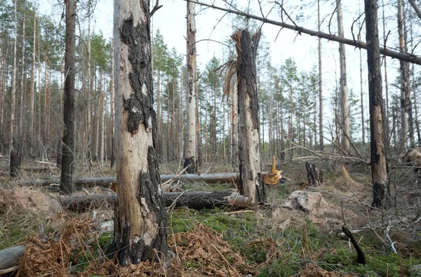瑞典自然森林里的松树和冷杉都被烧毁了 — 图库照片