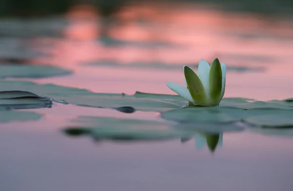 Europeisk Vitnäckros Nymphaea Alba Lugn Sjö — Stockfoto