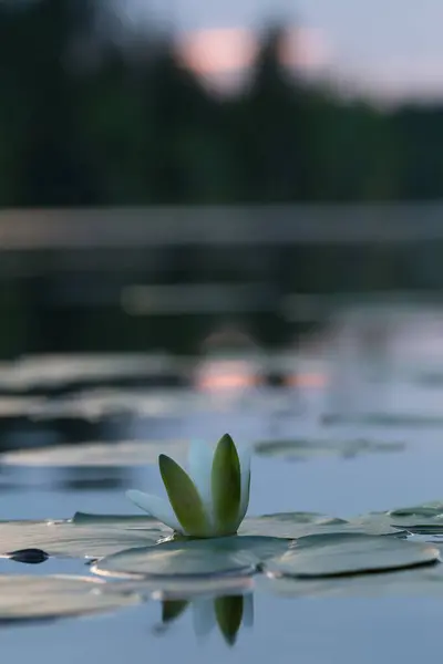 European White Water Lily Nymphaea Alba Calm Lake — Stock Photo, Image