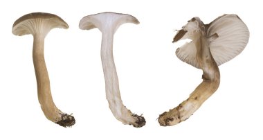 Kemerli ahşap mumu, Hygrophorus camarofillus beyaz arka planda izole edilmiş.