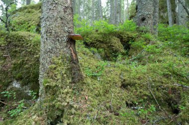 Kırmızı kemerli fidan ağacı, Fomitopsis pinicola