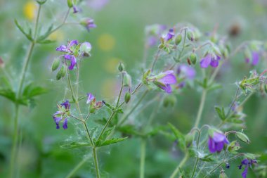 Aşırı şişirilmiş ahşap vinç tasarısı, Geranium sylvaticum