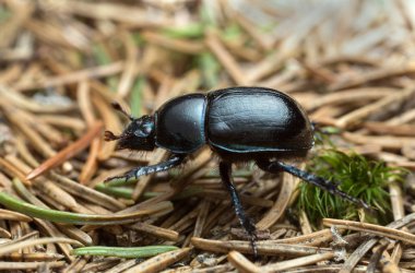 Dor Beetle, Anoplotes stercorosus, makro fotoğraf