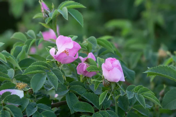 Jaskrawa Róża Psów Rosa Dumalis — Zdjęcie stockowe