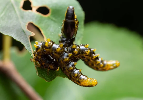 Sawflie Symphyta Larvaları Yaprakla Besleniyor — Stok fotoğraf