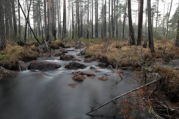 Ormandaki Akarsu Ilkbaharın Başlarında Fotoğraflandı — Stok fotoğraf