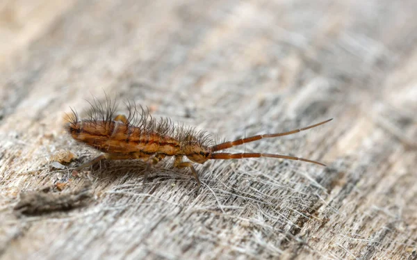 İnce yay kuyruğu, Orchesella alevi.