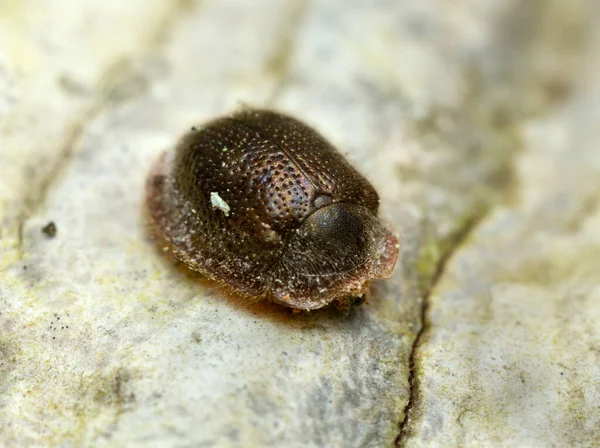 Thymalus Limbatus Φωτογραφήθηκε Υψηλή Μεγέθυνση — Φωτογραφία Αρχείου