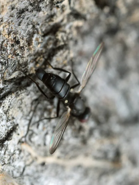 Lalat Hitam Bertelur Kayu Gugur Difoto Dengan Perbesaran Tinggi — Stok Foto