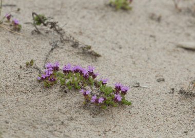 Breckland Thyme, Thymus Serpillum kum arasında büyüyor