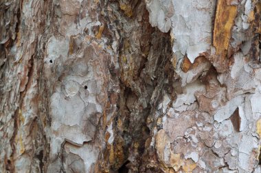 Çam kabuğuna yakın.