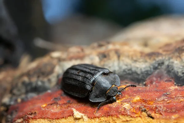 Peltis Grossa Πολυπόρο — Φωτογραφία Αρχείου