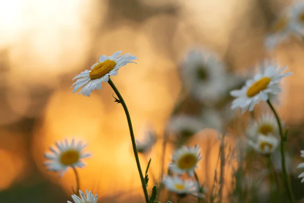 Virágzó Oxeye Margaréta Leucanthemum Vulgare Naplementében — Stock Fotó