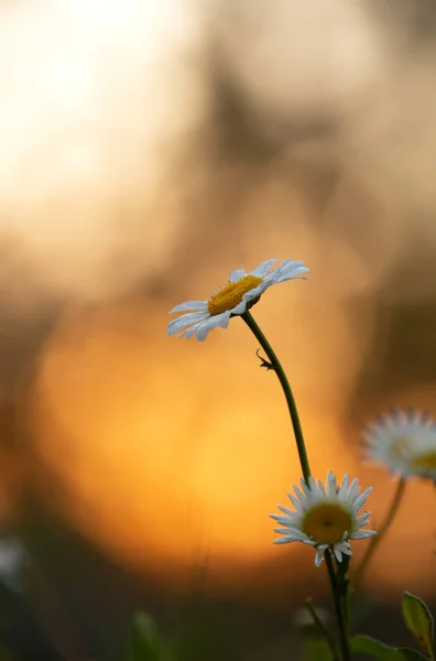 盛开的牛眼雏菊 夕阳西下的小花 — 图库照片