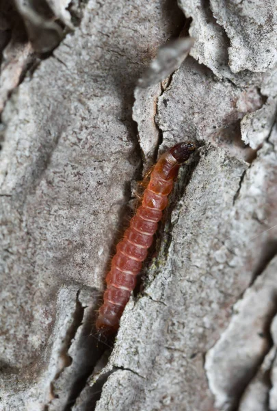 Scarabeo Formica Thanasimus Formicarius Sulla Corteccia Pino — Foto Stock