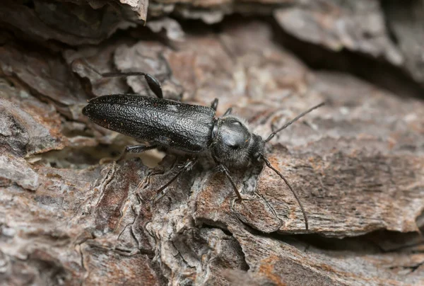 Casa Velha Broca Hylotrupes Bajulus Casca Pinheiro — Fotografia de Stock