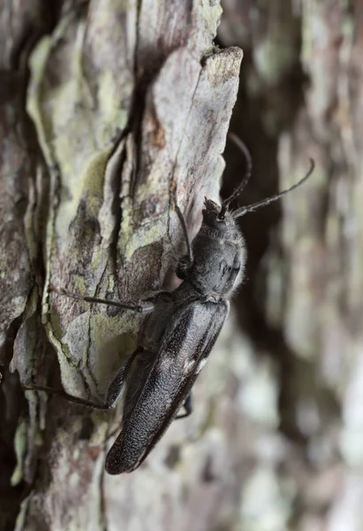 古い家のボイラー 松の樹皮にHylotrupes Bajulus このカブトムシは古い家で害虫になる可能性があります — ストック写真