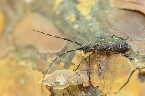 Pine Sawer Beetle Monochamus Galloprovincialis Pine Bark — 스톡 사진