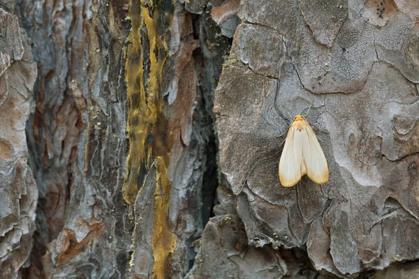 Uomo Buff Footman Eilema Depressum Sulla Corteccia Pino Vecchio Albero — Foto Stock