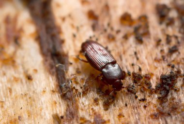 Tahtada Cerylon izi, makro fotoğraf.