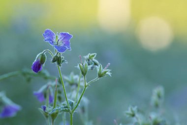 Çiçek açan tahta vinç gagasına yakın çekim, sabah ayazıyla sardunya müfredatı.
