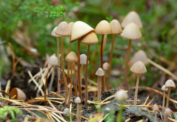 Conocybe Mushrooms Growing Dung — 스톡 사진